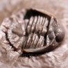 Trilobites Basseiarges mellishae