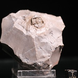 Trilobites Basseiarges mellishae