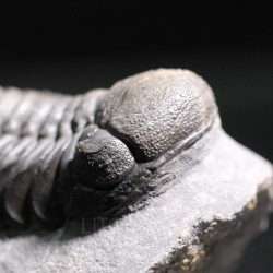 Trilobites reedops-cephalotes  -