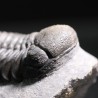 Trilobites reedops-cephalotes  -
