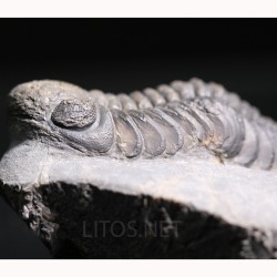 Trilobites reedops-cephalotes  -