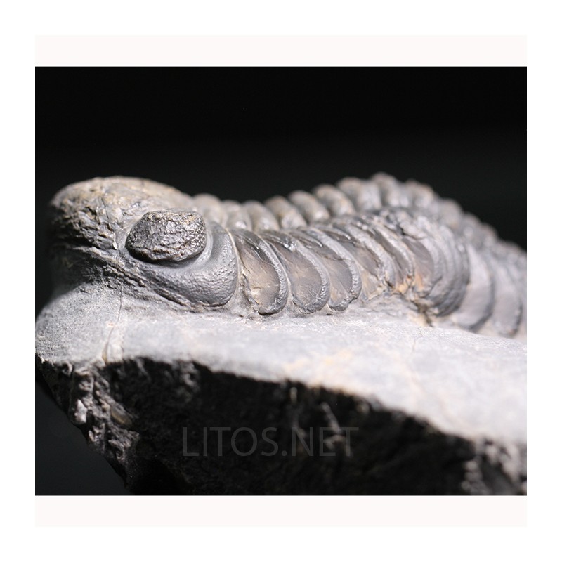 Trilobites reedops-cephalotes  -