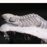 Trilobites reedops-cephalotes  -