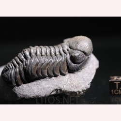 Trilobites reedops-cephalotes  -