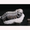 Trilobites reedops-cephalotes  -