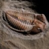 Trilobites Dalmanites