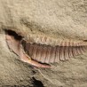 Trilobites Dalmanites