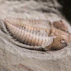 Trilobites Dalmanites