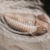 Trilobites Dalmanites
