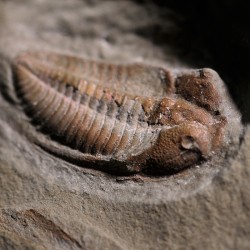 Trilobites Dalmanites