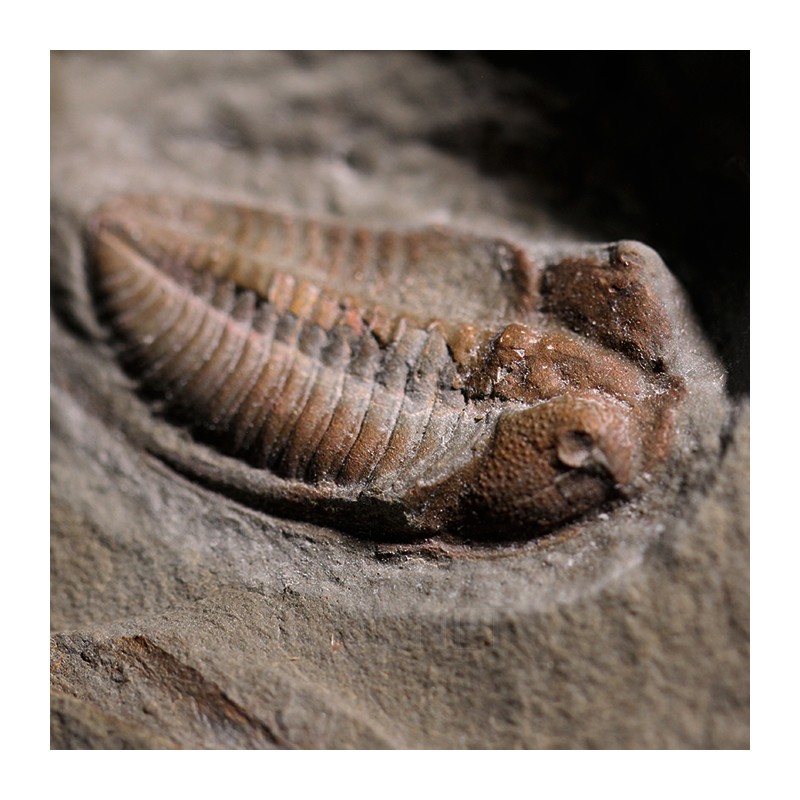 Trilobites Dalmanites
