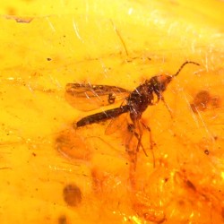 Ámbar con insectos  - Litos