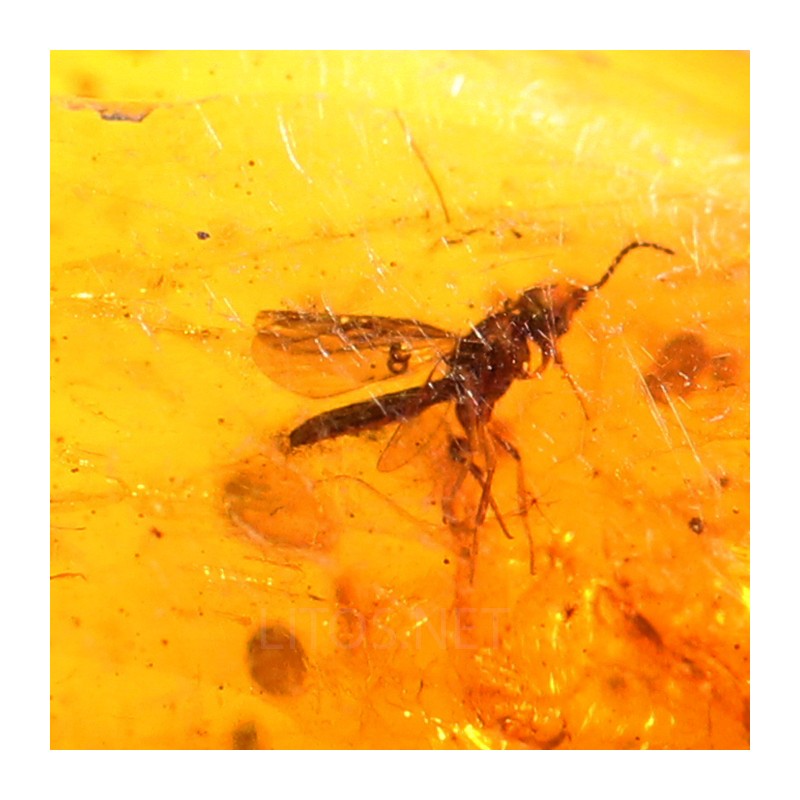 Ámbar con insectos  - Litos