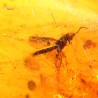 Ámbar con insectos  - Litos