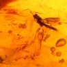 Ámbar con insectos  - Litos