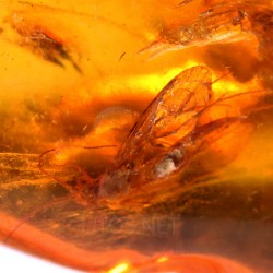 Ámbar con insectos  - Litos