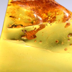 Ámbar con insectos  - Litos