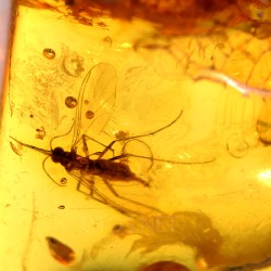 Ámbar con insectos  - Litos