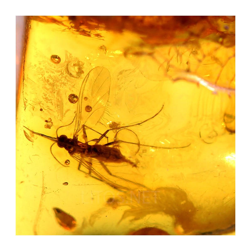 Ámbar con insectos  - Litos