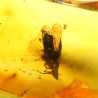 Ámbar con insectos  - Litos