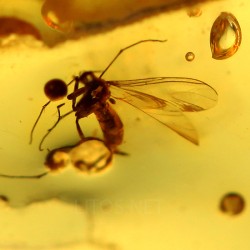 Ámbar con insectos  - Litos