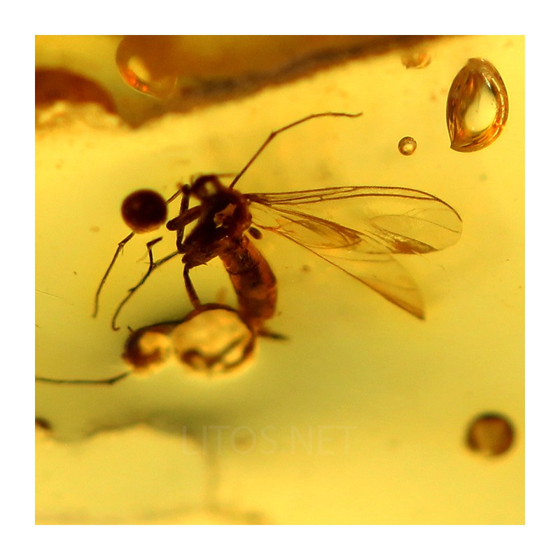 Ámbar con insectos  - Litos