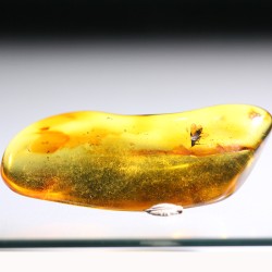 Ámbar con insectos  - Litos