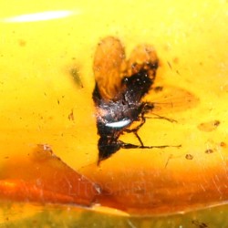 Ámbar con insectos  - Litos