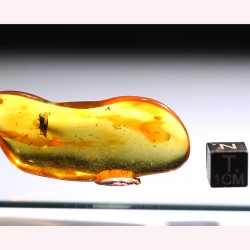 Ámbar con insectos  - Litos