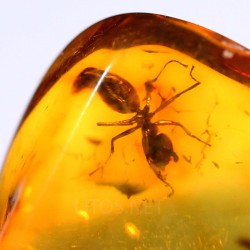 Ámbar con insectos  - Litos