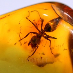 Ámbar con insectos  - Litos