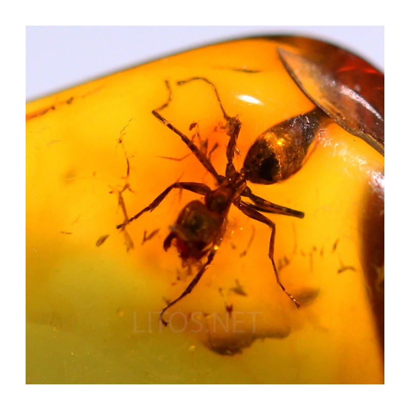 Ámbar con insectos  - Litos