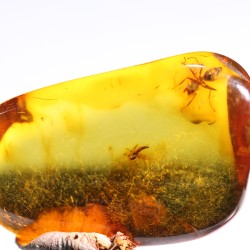 Ámbar con insectos  - Litos