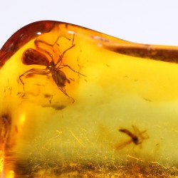 Ámbar con insectos  - Litos