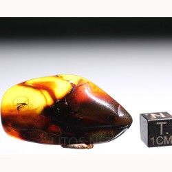 Ámbar con insectos  - Litos