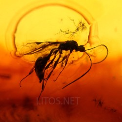Ámbar con insectos  - Litos