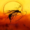 Ámbar con insectos  - Litos
