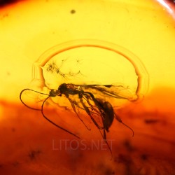 Ámbar con insectos  - Litos