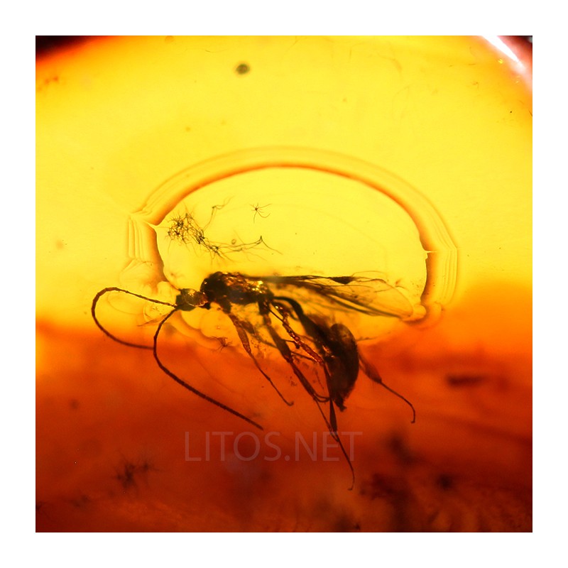 Ámbar con insectos  - Litos
