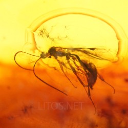 Ámbar con insectos  - Litos