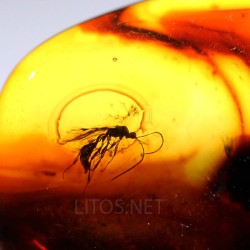 Ámbar con insectos  - Litos