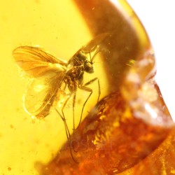 Ámbar con insectos  - Litos