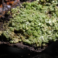 Piromorfita Asturias