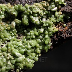 Piromorfita Asturias