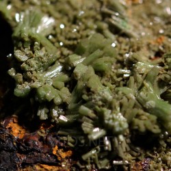 Piromorfita Asturias