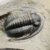 Fósil trilobites Diademaproetus antatlasius