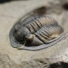 Fósil trilobites Diademaproetus antatlasius