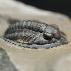 Fósil trilobites Diademaproetus antatlasius