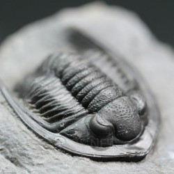 Fósil trilobites Diademaproetus antatlasius