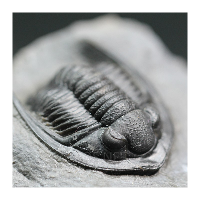 Fósil trilobites Diademaproetus antatlasius